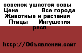совенок ушастой совы › Цена ­ 5 000 - Все города Животные и растения » Птицы   . Ингушетия респ.